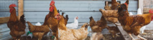 Das Foto zeigt Hühner und Gockel auf einem Bauernhof.