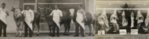 Das Foto zeigt 4 Kühe die mit Ihfrem metzger auf die Schlachtung warten.